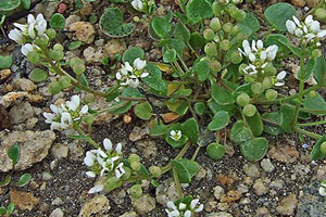Skjørbuksurt (Cochlearia officinalis)